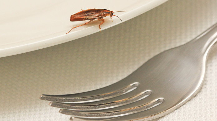 cockroaches in restaurant